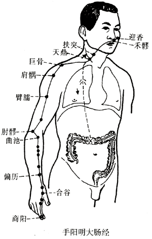 十二经脉 二、手阳明大肠经（共20穴）