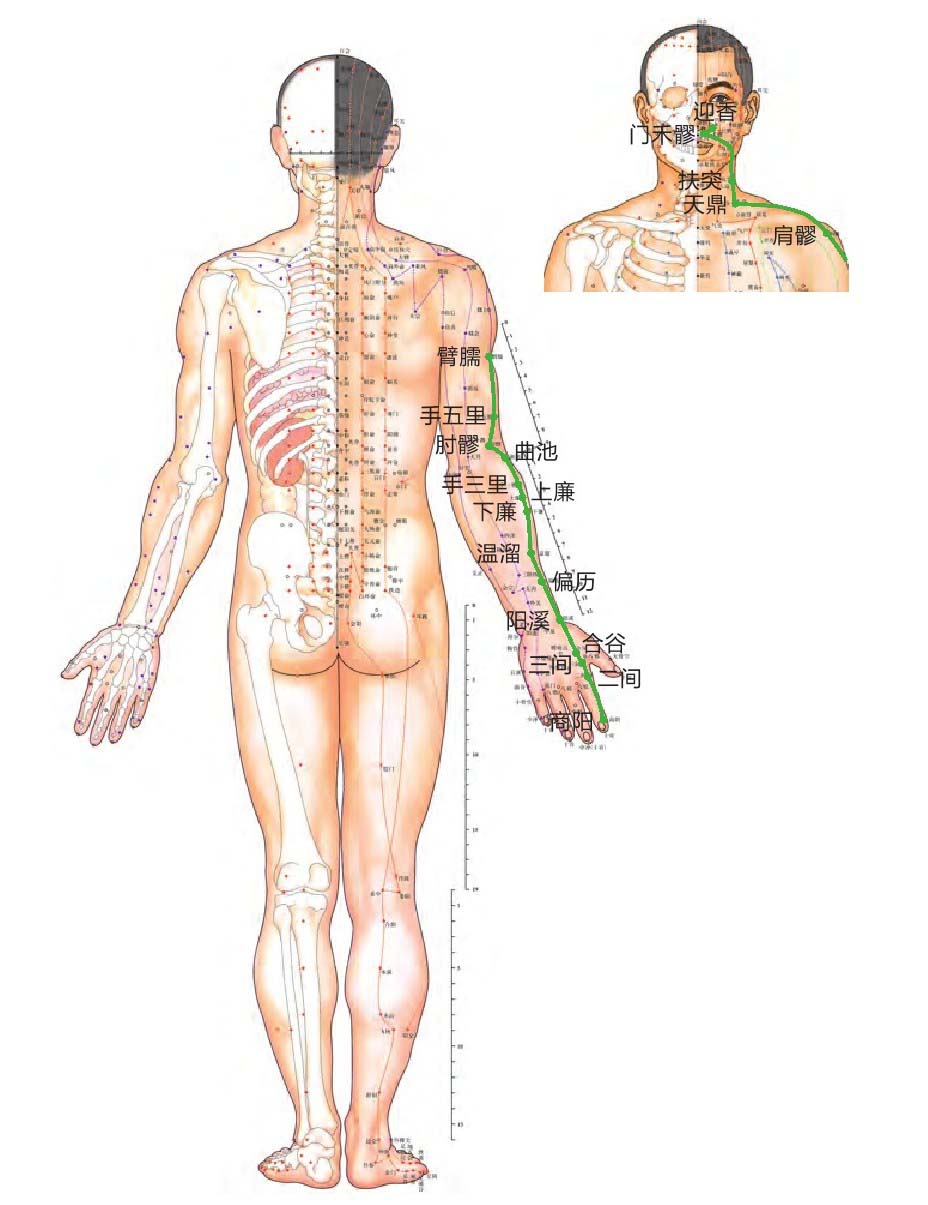 手阳明大肠经