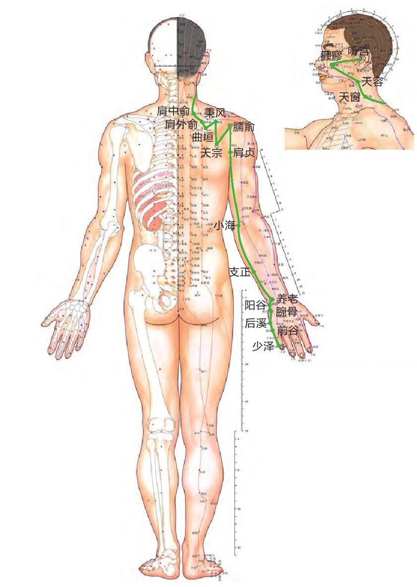 手太阳小肠经