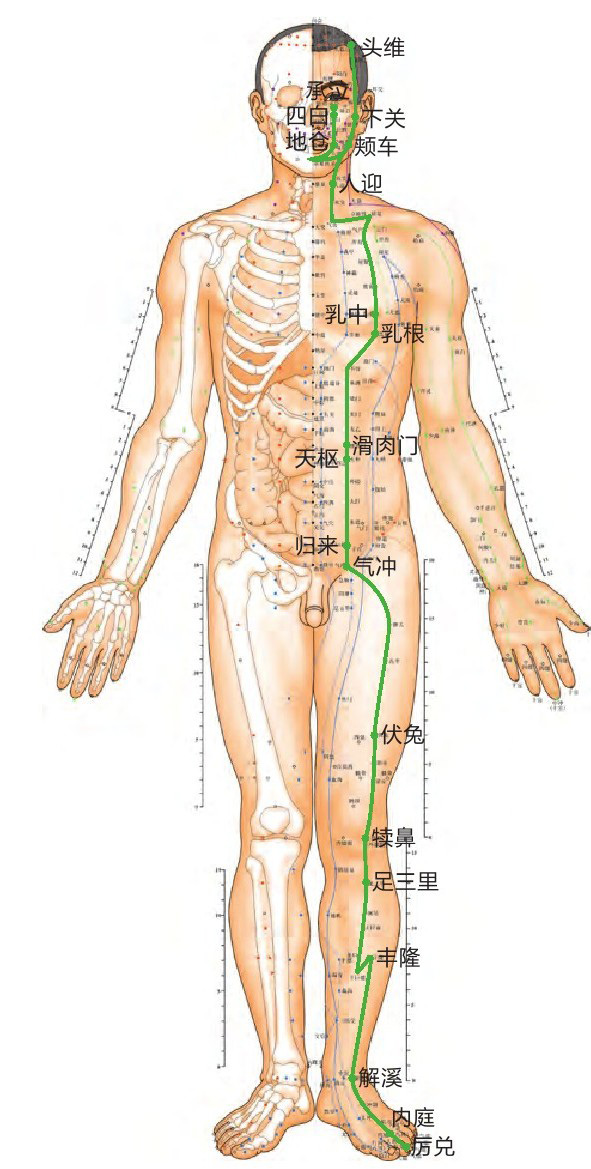 足阳明胃经
