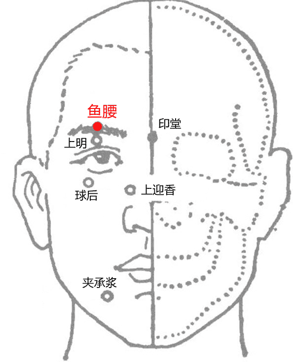 鱼腰穴