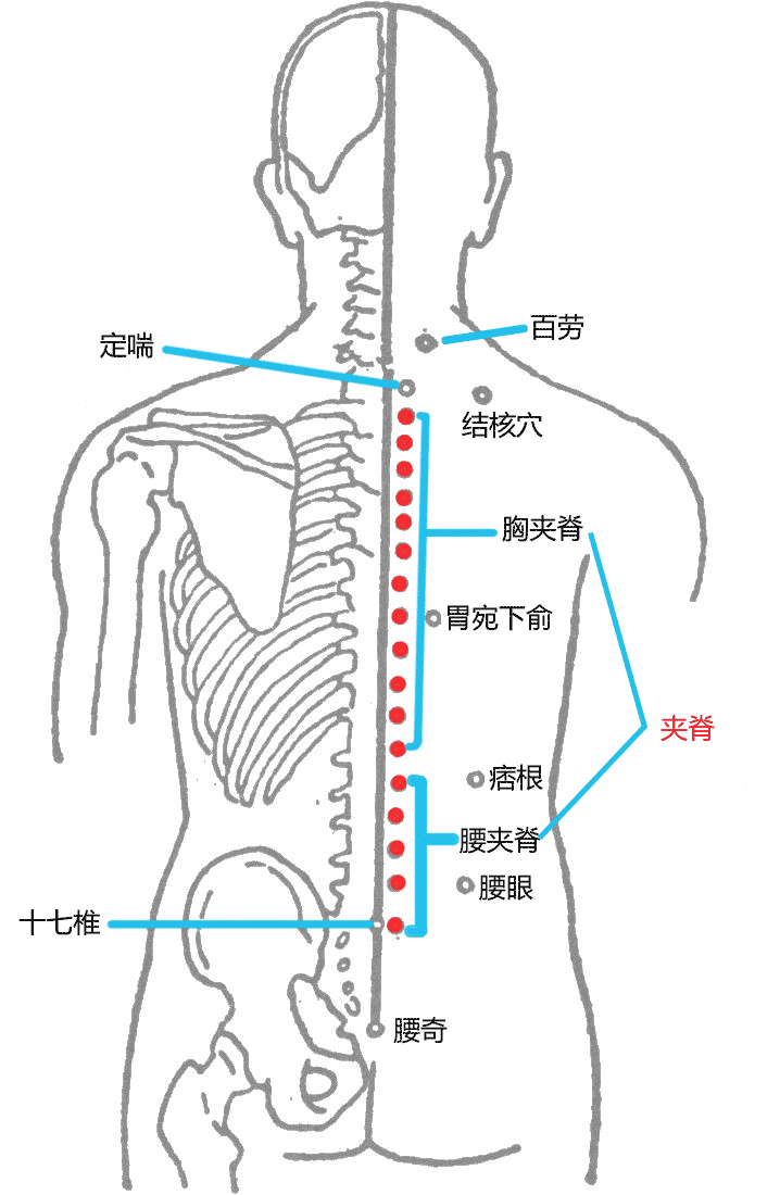 夹脊穴